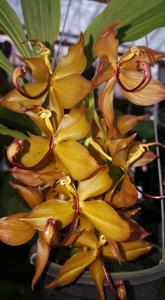 Cycnoches cooperi