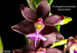 Trichoglottis atropurpurea