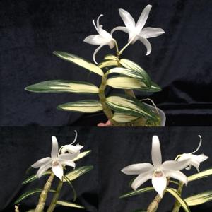 Dendrobium moniliforme