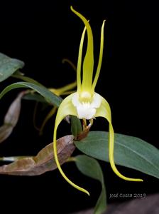 Dendrobium tetragonum