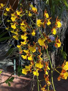 Oncidium hyphaematicum