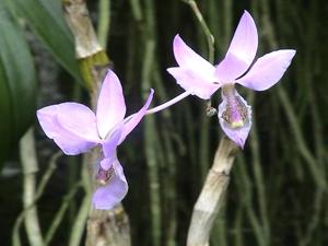 Barkeria melanocaulon