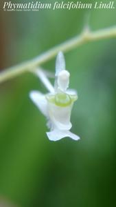 Phymatidium falcifolium