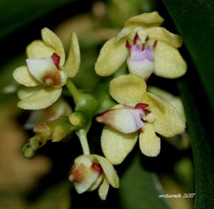 Tuberolabium quisumbingii