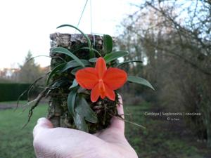 Cattleya coccinea