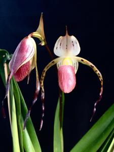 Paphiopedilum stonei