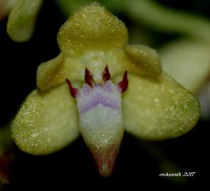 Tuberolabium quisumbingii