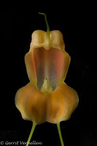 Masdevallia prodigiosa