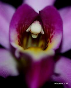 Laelia anceps