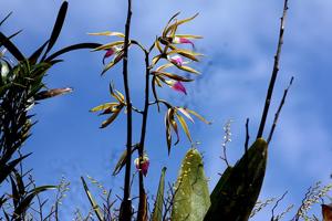 Prosthechea brassavolae