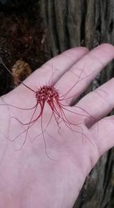 Bulbophyllum gracillimum