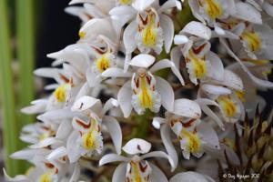 Coelogyne multiflora