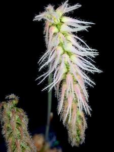Bulbophyllum comosum