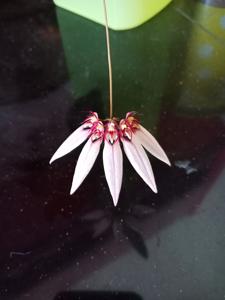 Bulbophyllum brevibrachiatum
