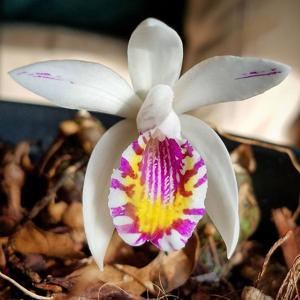 Pleione maculata
