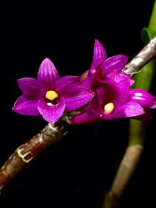 Dendrobium goldschmidtianum