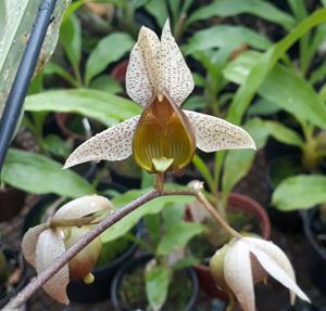 Catasetum fuchsii