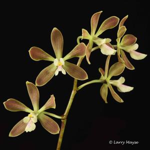 Encyclia osmantha