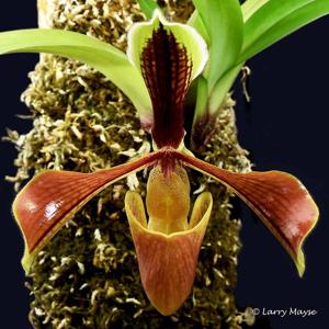 Paphiopedilum villosum