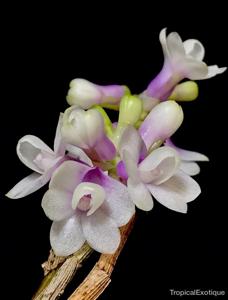 Dendrobium obtusum