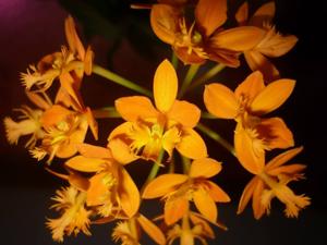 Epidendrum radicans