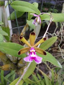 Psychilis atropurpurea