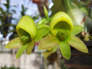 Catasetum schunkei