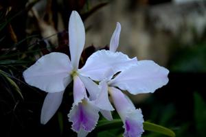 Cattleya labiata