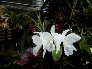 Cattleya labiata