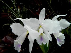 Cattleya labiata