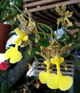 Oncidium unguiculatum