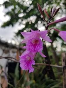 Broughtonia negrilensis