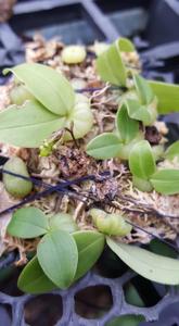Bulbophyllum physometrum