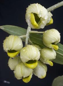 Catasetum globiflorum