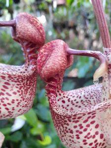 Coryanthes macrantha