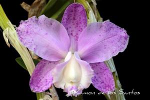 Cattleya loddigesii