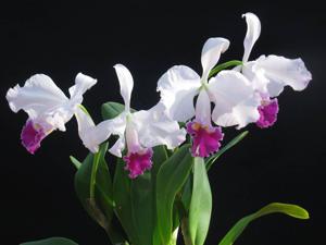 Cattleya trianae