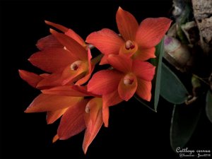 Cattleya cernua