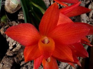 Cattleya cernua