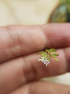 Podochilus microphyllus