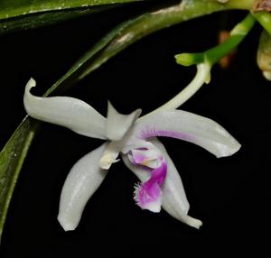 Phalaenopsis fimbriata