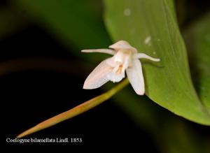 Coelogyne bilamellata