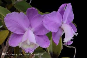 Cattleya loddigesii