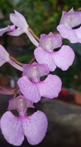 Comparettia macroplectron