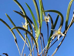 Octomeria hatschbachii