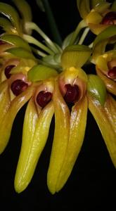 Bulbophyllum graveolens