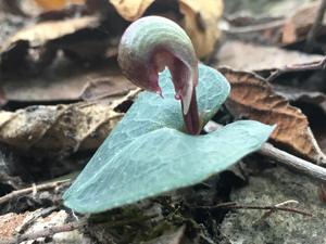 Corybas aconitiflorus