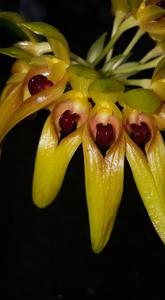 Bulbophyllum graveolens