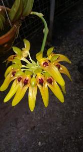 Bulbophyllum graveolens