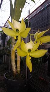 Cycnoches chlorochilon